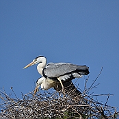 "Grey Heron" Montagu, South Africa